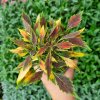 Africká kopřiva - Coleus blumei - Aluston