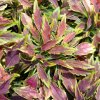 coleus blumei aluston