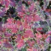 coleus blumei planter s punch