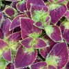 coleus blumei dip in wine