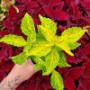 Africká kopřiva - Coleus blumei -Electric Lime