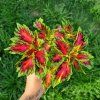 coleus blumei vegas neon