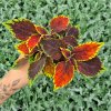 Africká kopřiva - Coleus blumei - Walter Turner