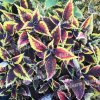 coleus blumei walter turner