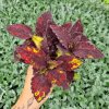 Africká kopřiva - Coleus blumei - Anastas