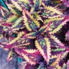 coleus blumei anastas