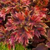 coleus blumei sport twist and twirl