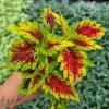 Africká kopřiva - Coleus blumei - BS2047