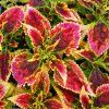 coleus blumei el brighton