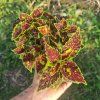 coleus blumei bs2039 (8)
