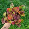 coleus blumei bs2039 (12)