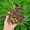 Coleus blumei - NN6