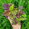 Coleus blumei - NN8