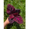 Africká kopřiva Coleus blumei Red Pepper