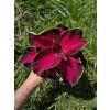 Africká kopřiva Coleus blumei Dark Cherry
