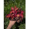 Africká kopřiva Coleus blumei Santa Monica