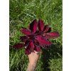 Africká kopřiva Coleus blumei Royalty