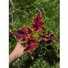 Africká kopřiva Coleus blumei Malibu Red