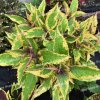 coleus blumei zesty zucchini