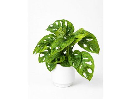 Monstera Monkey