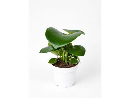 Peperomia
