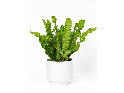 Asplenium