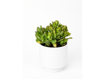 Crassula