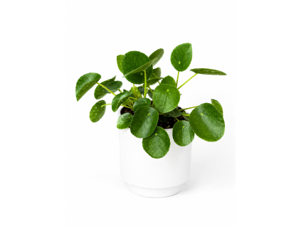 Pilea