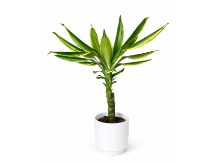 Dracena