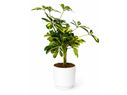 Schefflera