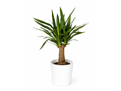 Yucca