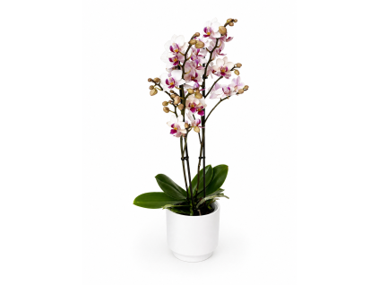 Orchidej