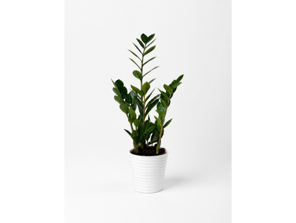 Zamioculcas
