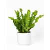 Asplenium