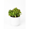 Crassula