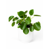 Pilea