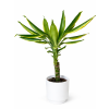 Dracena