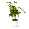 Schefflera