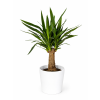 Yucca