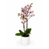Orchidej