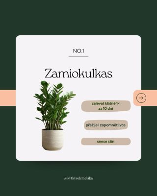 Tyhle zvládnou i zapomnětlivou péči a stejně budou vypadat skvěle 💚 •minimum zalévání •zvládnou i horší světlo •ideální...