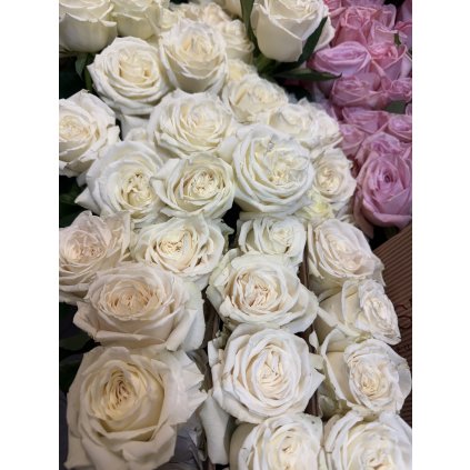 Růže Blanka Ekvador 70cm