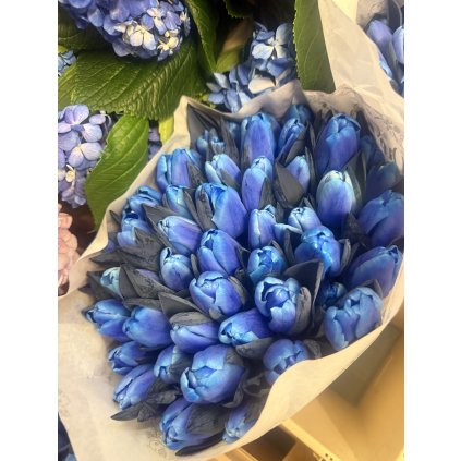 Tulip Modré