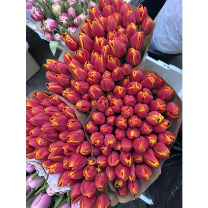 Tulip red 1