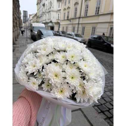 Chryzantema pinacolada