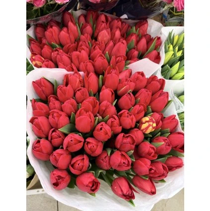 Tulipány red Xl