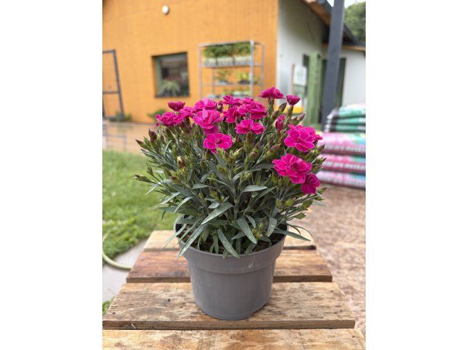 DIANTHUS PEMAN