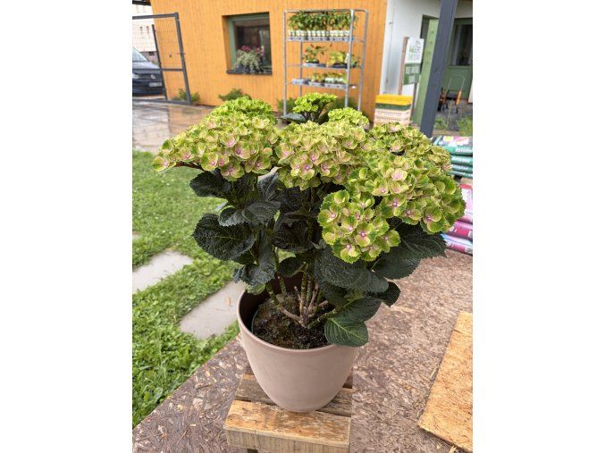 HYDRANGEA MACR. MIX 12+