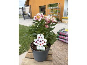 ALSTROMERIA