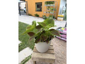 COLEUS
